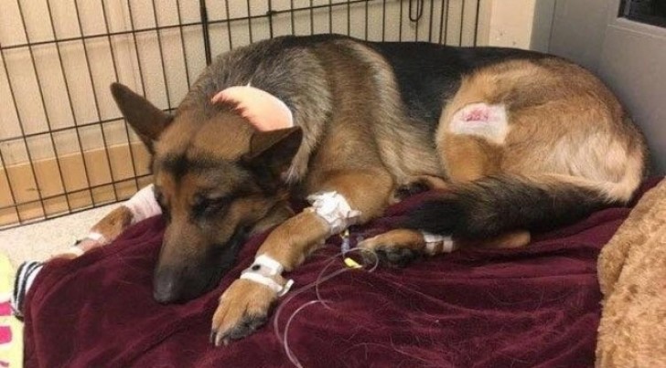 4. In convalescence after saving his 16-year-old owner from a thief. These are heroic wounds to remember as they are a testimony to this dog's selfless bravery!