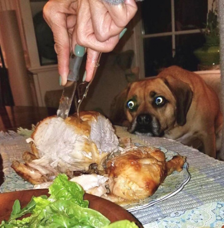 1. The love between a dog and a roast chicken