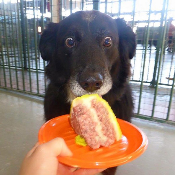 13. This dog did not expect such a big and delicious piece of cake!