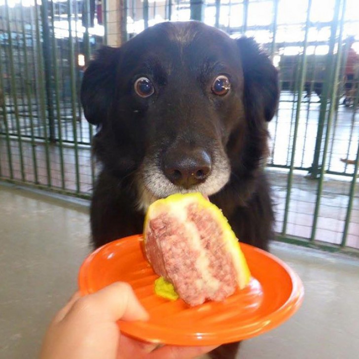 13. Este perro no se esperaba una feta de torta tan buena!