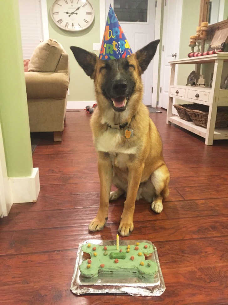 15. Este cachorro está muito feliz pela sua festa!