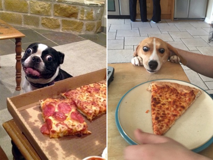 18. Uno de los platos preferidos de los perros? La pizza!