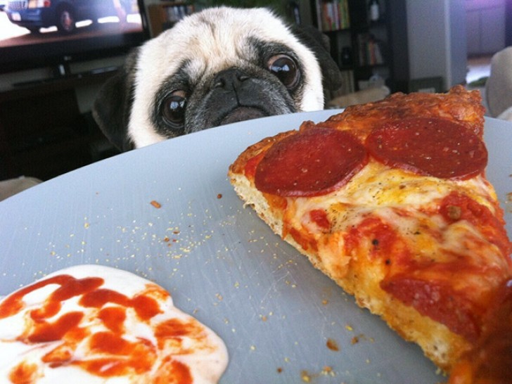 2. This pug, goes crazy for pizza!