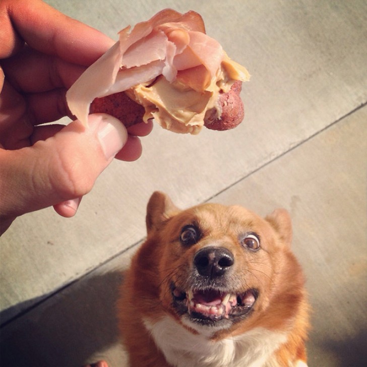 5. Com um cão em casa você nunca mais vai conseguir comer em paz...