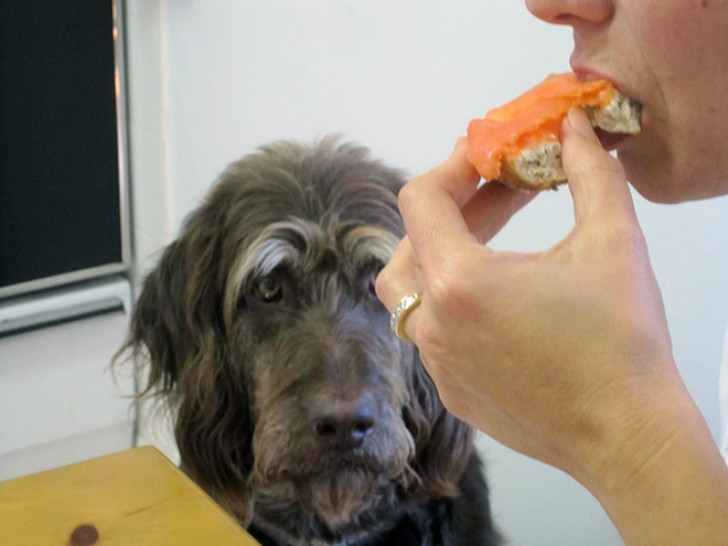 7. Este cachorro resolveu usar a sua carinha de pena para ganhar comida...