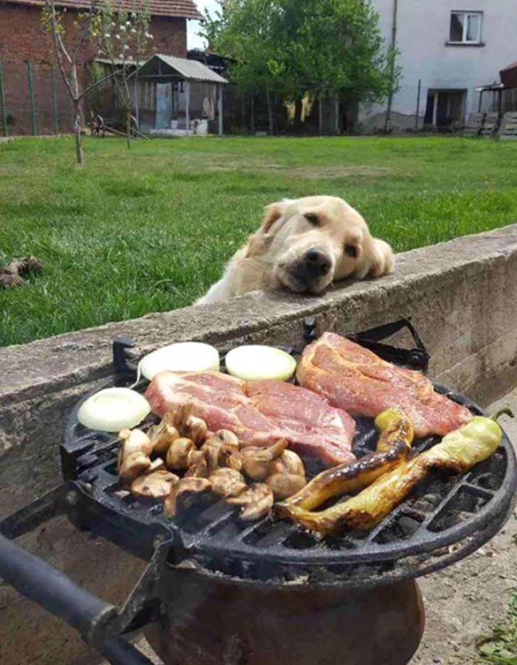 9. The longing with which this dog observes the roasting meat is extraordinary!