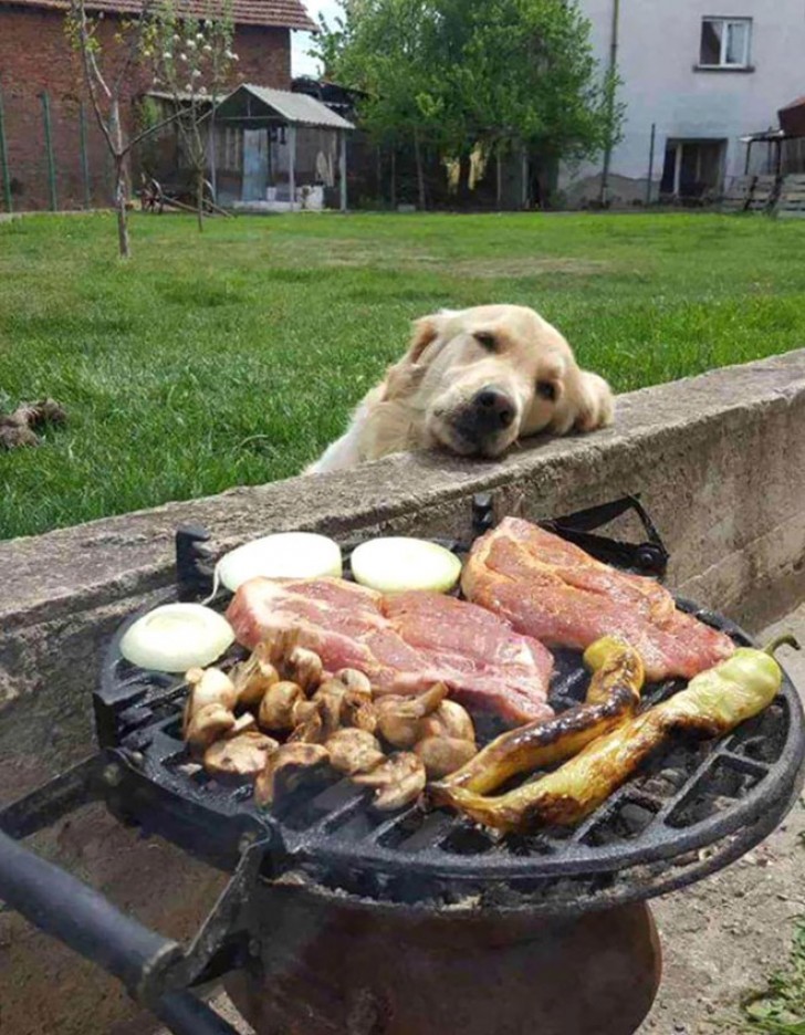 9. De nonchalance waarmee deze hond naar de barbecue kijkt, is geweldig!