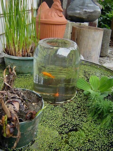 6. Tot de verbeelding sprekend zijn deze dikwandige glazen potten die je plaatst bij de wateruitgang: door de resulterende negatieve druk blijft het water in de pot - ook de vis zal het waarderen