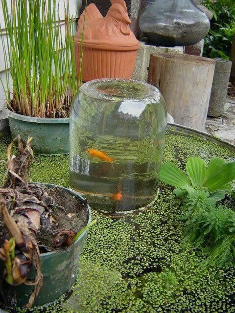 6. This fish observation tower is very impressive! When a giant glass jar is turned upside down and set on a submerged stand in your pond then the negative water pressure lets the water rise up, fill the inside, and remain inside! The fish in the pond can swim in and out of the glass jar and back into the pond as they please --- and they love it!