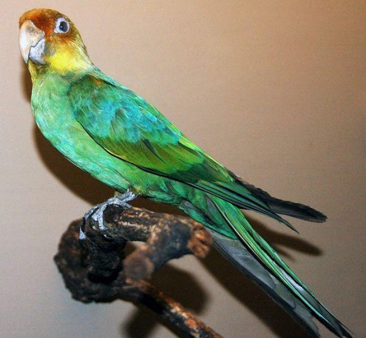 1. Carolina Sittich war der einzige Papagei in Nordamerika. Das letzte Exemplar starb 1918 im Cincinnati Zoo