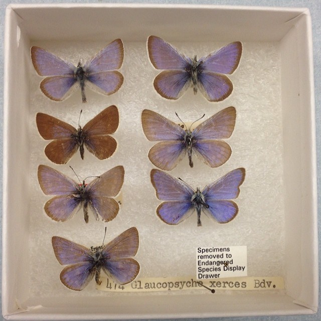 12. Der Xerces Blue-Schmetterling, ursprünglich aus dem Küstengebiet von San Francisco, erlosch 1942 aufgrund der massiven Urbanisierung, die seinen Lebensraum zerstörte.