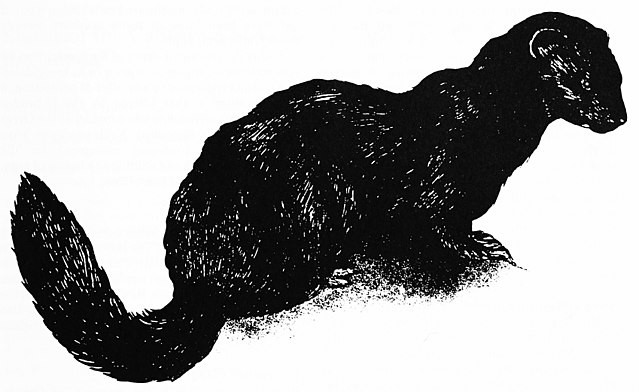 13. De zeemink, net zoals de Amerikaanse, kwam voor in Newfoundland, in Maine en in Massachusetts. Hij stierf uit in 1880 doordat er op hem werd gejaagd om zijn gewilde pels.