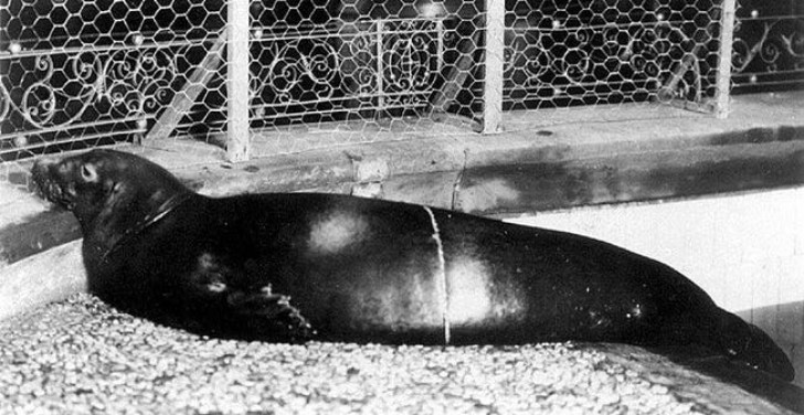 2. La foca monaca caraibica, l'unica originaria della regione, è stata avvistata per l'ultima volta nel 1952. Cacciata dall'uomo, è stata dichiarata ufficialmente estinta nel 2008