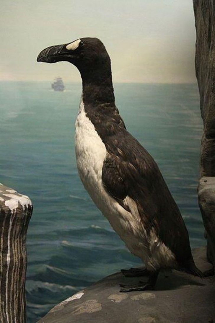 3. De reuzenalk was een watervogel die niet kon vliegen en is verwant aan pinguïns. Hij kwam ook voor in Canada, Groenland en in Engeland en omstreken. Hij is voor het laatst gezien in 1852, toen hij door bejaging uiteindelijk verdween