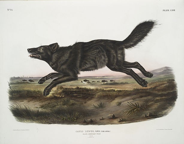5. Der schwarze Wolf von Florida, vielleicht im Zusammenhang mit dem grauen oder Kojoten, wurde von Jäger gezwungen, den Lebensraum mit dem roten Wolf zu teilen: beide starben aus, der erste im Jahr 1908, der zweite 1921