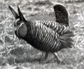 7. Die Henne von Heath, im ganzen Mittleren Westen verbreitet, war das größte Huhn in der Prärie und für dieses eines der köstlichsten. Ausgestorben im Jahre 1932, ist es heute ein Kandidat für ein genetisches Destinktionsprojekt