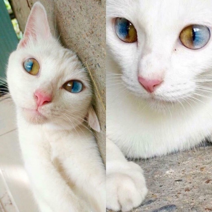 1. Os olhos deste gato parecem conter o universo inteiro