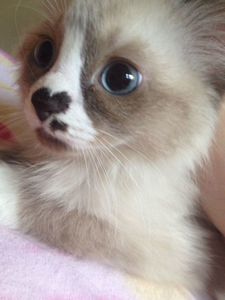 4. A little heart "painted" on its nose guarantees that this kitten is the perfect advocate of love