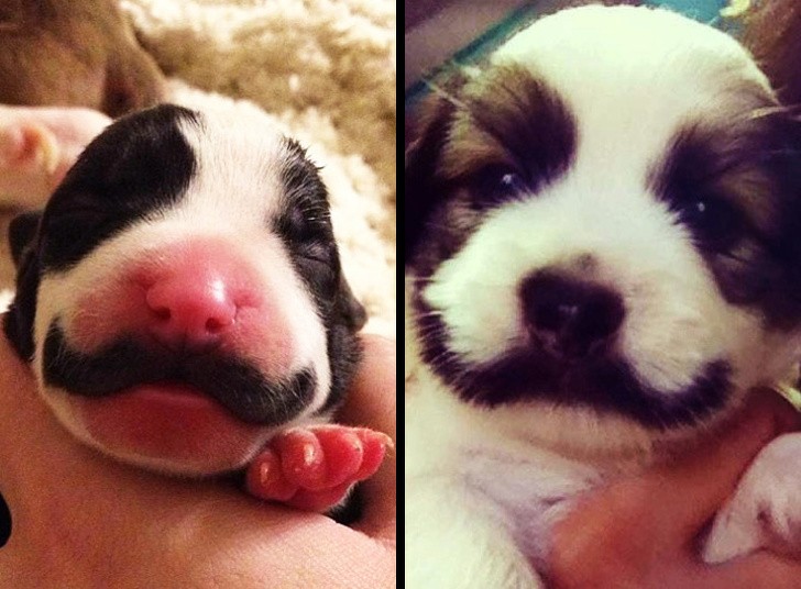 5. With his Salvador Dali mustache, this dog surely has a brilliant future as an artist