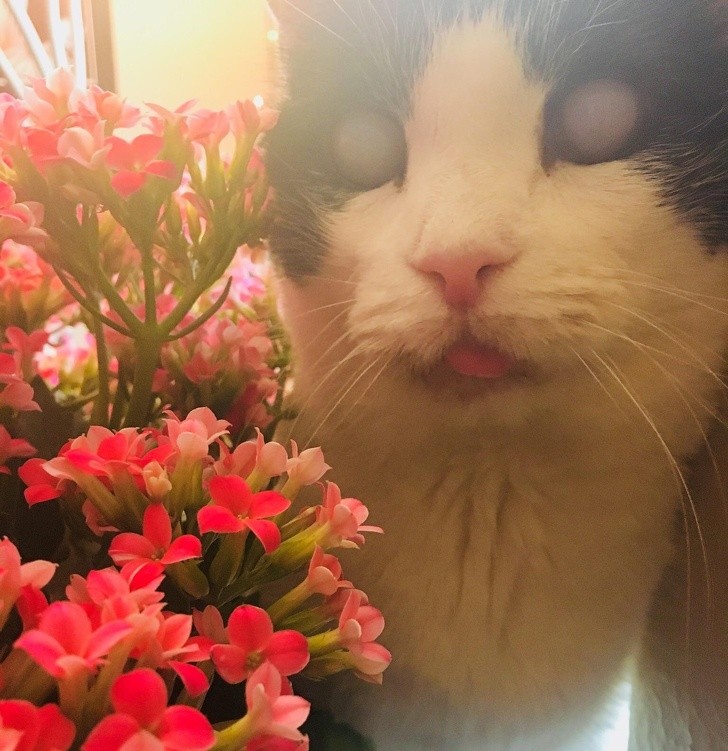 7. This 14-year-old cat was born blind but this did not stop him from enjoying life.