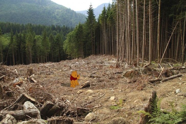 Winnie the Pooh e il bosco senza acri. 