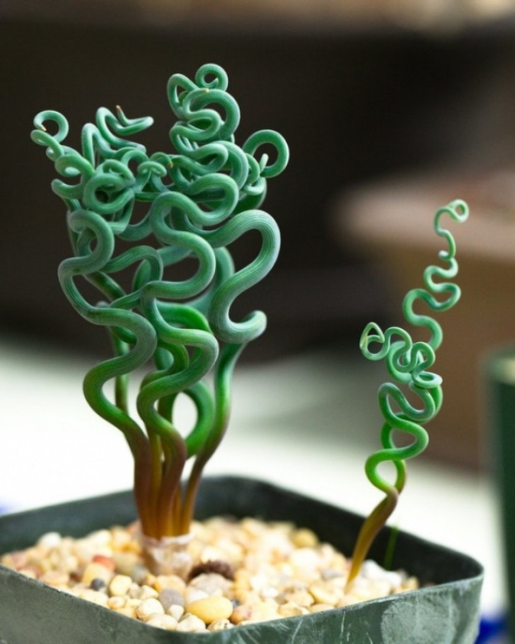 La Trachyandra est une plante qui ressemble à de nombreux tentacules.