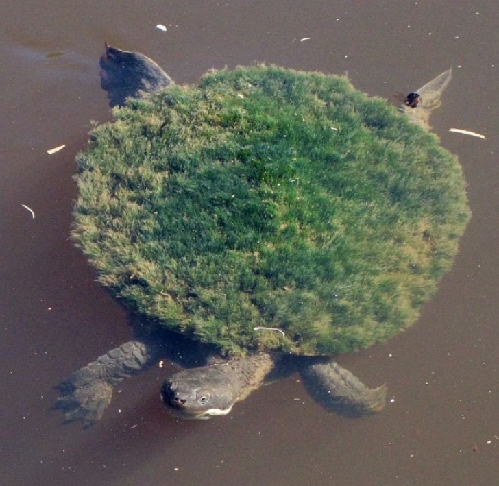 La carapace d'une tortue couverte de musc.