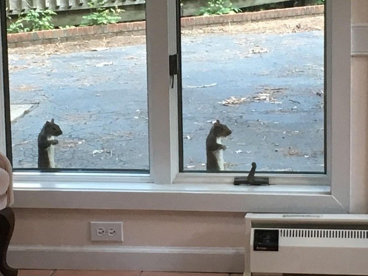 22. Dit is niet dezelfde foto, het zijn twee eekhoorns die dezelfde houding hebben aangenomen!