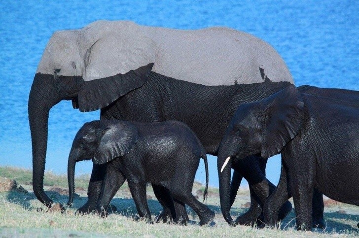 9. Una famiglia di elefanti dopo un bagno 