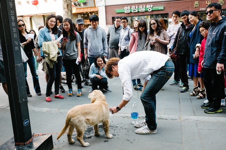 14. Les gros chiens ne sont pas courants en Corée. C'est pourquoi ils attirent beaucoup d'attention !