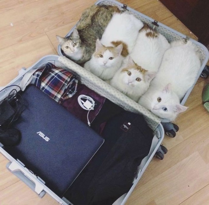 They always say to pack only the essentials when they travel!