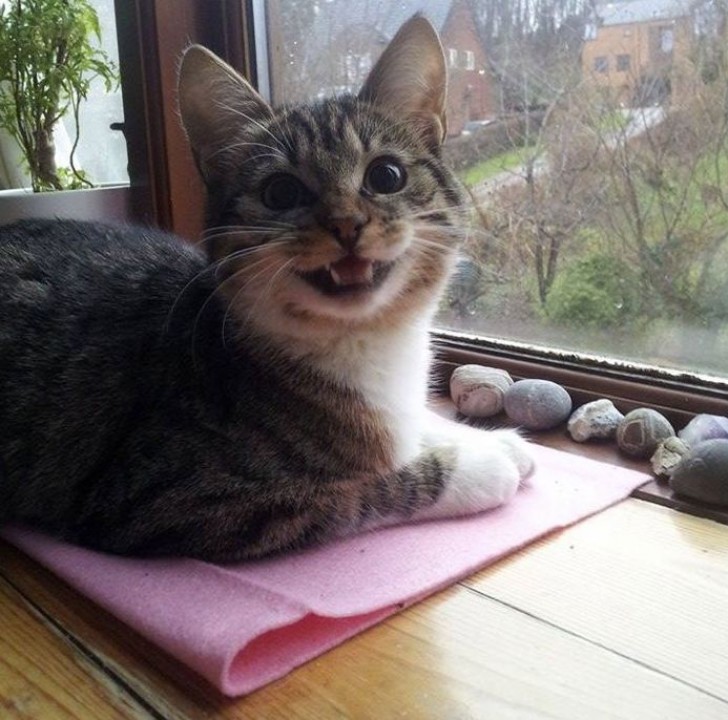My cat loves to collect rocks ... And woe to anyone who tries to touch them!