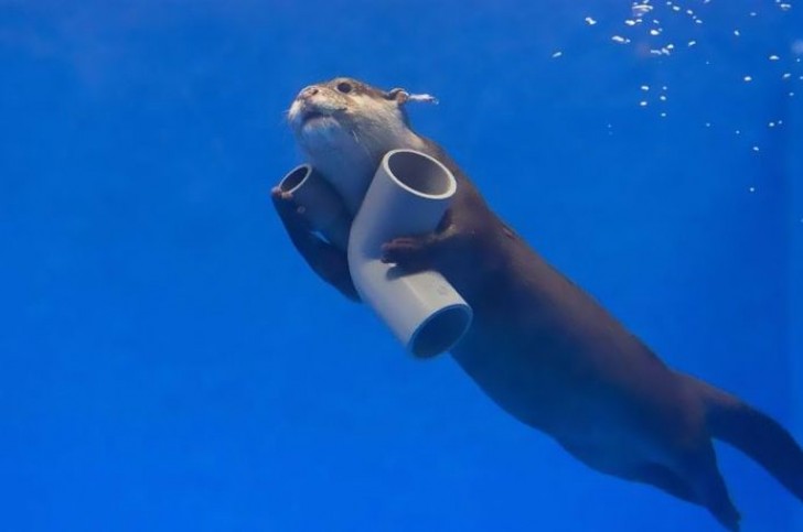We like to think that this otter is busy cleaning up the sea by removing plastic waste.