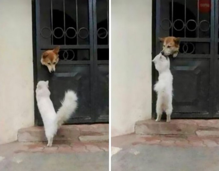 This cat stops by every day to greet his dog friend.