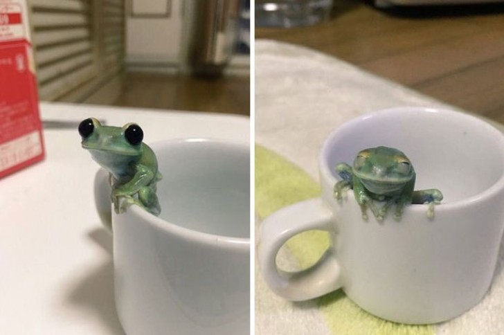 "Before and after telling her that she is a really cute frog!"
