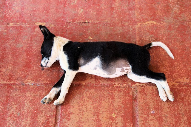 La Posizione In Cui Dorme Il Tuo Cane Rivela Molto Del Suo Stato Danimo Scopri Come Si Sente 6047