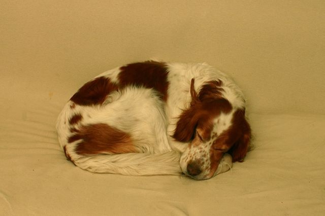 3. Ball of yarn - curled up on itself