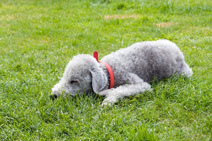 4. O Super Cão - com a cabeça entre as patas dianteiras