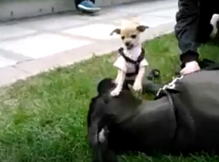 L'alano e il Chihuahua si ritrovano faccia a faccia: il video dell'incontro vi farà restare con il fiato sospeso - 2