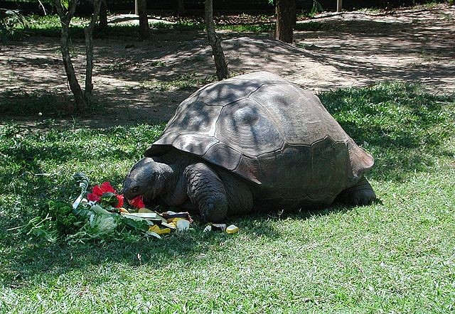 5. La tortue Harriet a vécu 176 ans et pendant longtemps elle a été considérée comme ramenée par Charles Darwin à son retour des Galapagos en 1853.