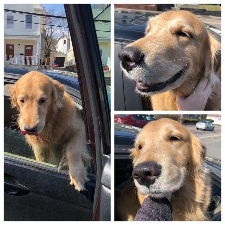 "Este perro se ha bajado del auto para hacerse acariciar. Como podia ignorarlo?"