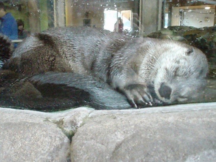 " A delightful image of a very gentle and sweet otter that is sleeping while resting on its tail."