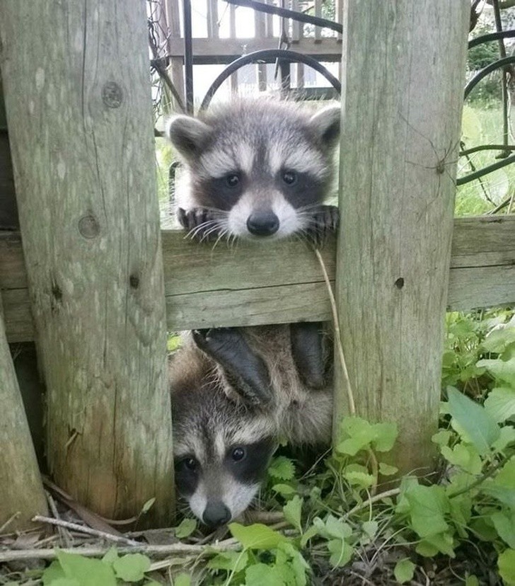 "If you're having a bad day, a simple photo of these cute little raccoons might just lift your spirits!"