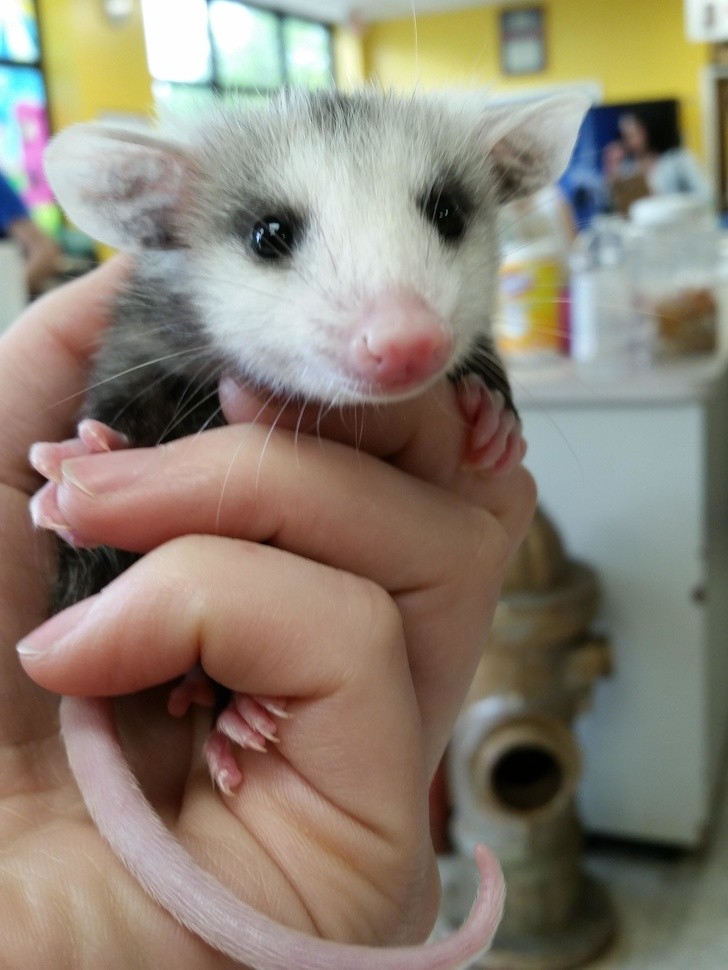 "Avete mai giocato con un cucciolo di opossum? È una delle cose più divertenti!"