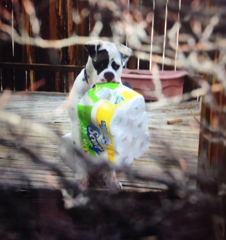 "Ik keek in de tuin van de buren en zag deze hond".