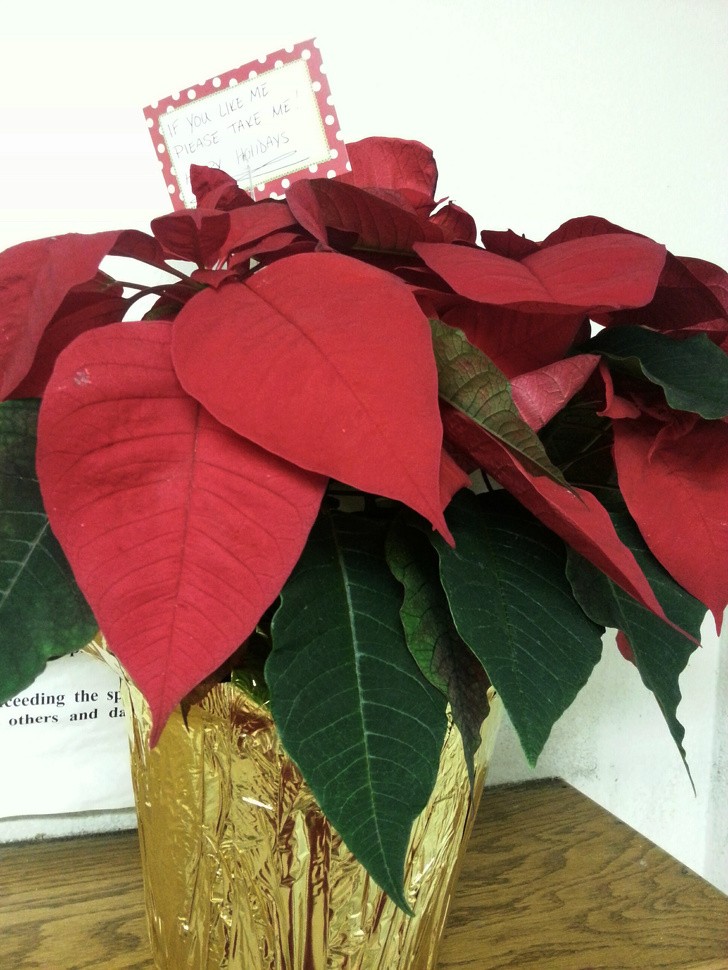 "Someone left this plant at the entrance of my apartment building with a note that said, "If you like me, take me home. Happy holidays!".