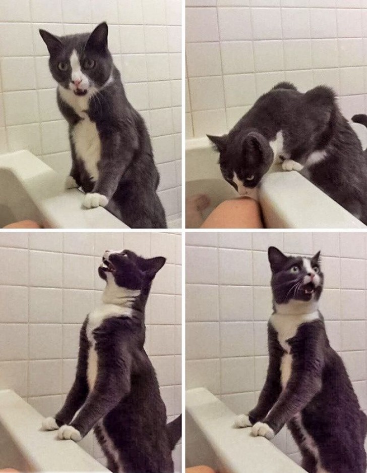 1. Questo gatto pensa che il suo padrone sia annegato nella doccia...