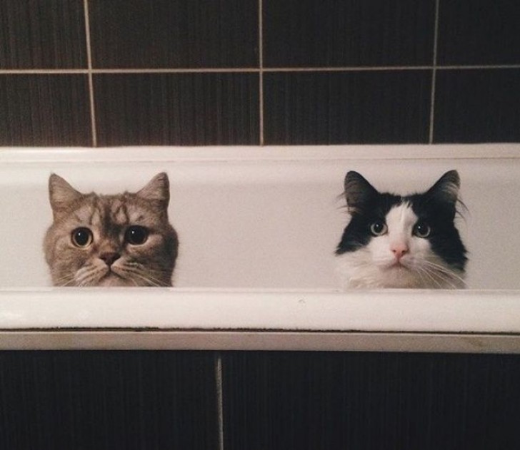 14. Andare al bagno con due gatti in casa... questo è quello che si prova