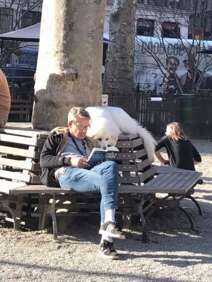 3. Invece di giocare nel parco con gli altri cani, preferisce leggere insieme al suo padrone...