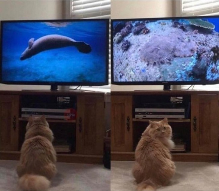 5. Questo gatto ama i documentari e costringe anche il suo padrone a guardarli...